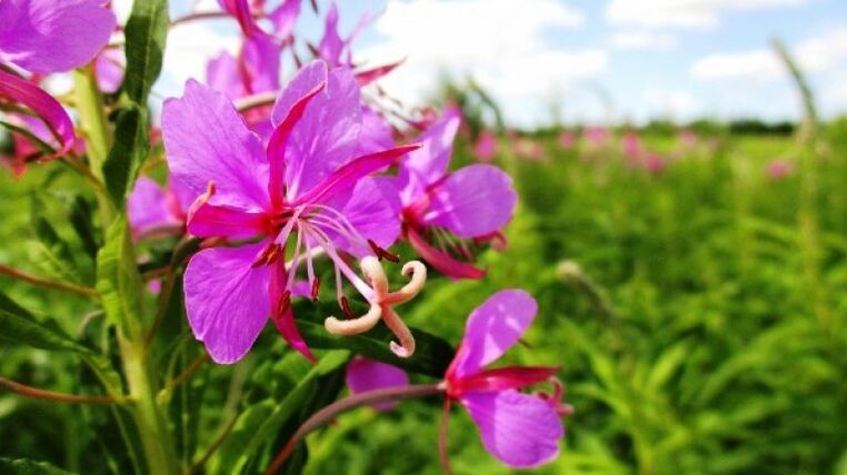 Des inflorescences d'épilobe aux bienfaits indéniables pour les hommes