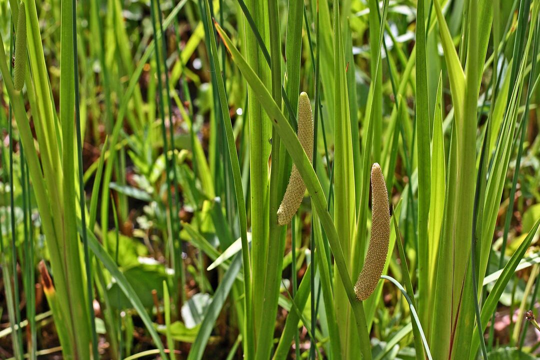 calamus pour la puissance